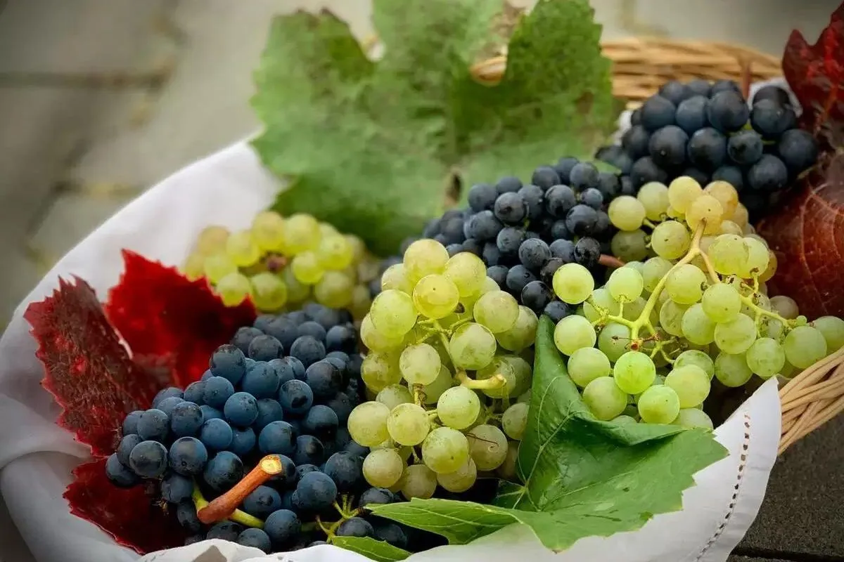 Uva, o que é? Nutrição, benefícios, para a saúde, riscos e tipos.